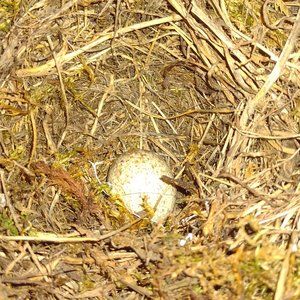 Meet your Posher, 💫✨starlight✨💫